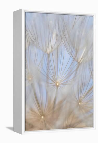 Canada, British Columbia. Yellow salsify flower seeds close-up.-Jaynes Gallery-Framed Premier Image Canvas