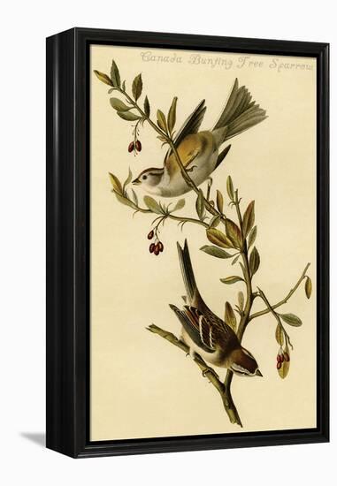 Canada Bunting Tree Sparrow-John James Audubon-Framed Stretched Canvas