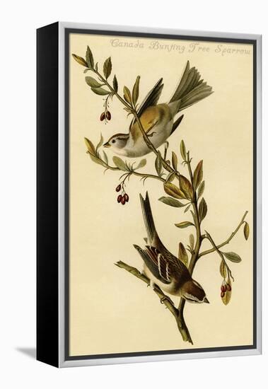 Canada Bunting Tree Sparrow-John James Audubon-Framed Stretched Canvas