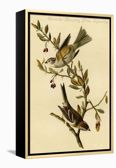 Canada Bunting Tree Sparrow-John James Audubon-Framed Stretched Canvas