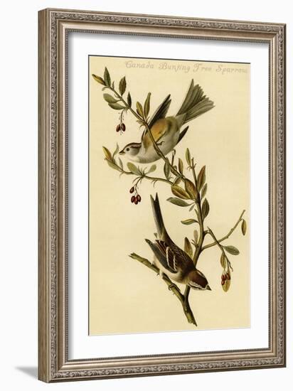 Canada Bunting Tree Sparrow-John James Audubon-Framed Art Print