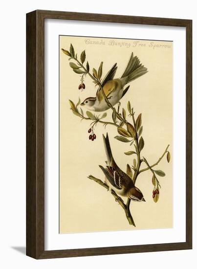 Canada Bunting Tree Sparrow-John James Audubon-Framed Art Print