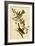 Canada Bunting Tree Sparrow-John James Audubon-Framed Art Print