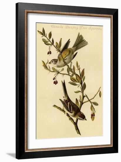 Canada Bunting Tree Sparrow-John James Audubon-Framed Art Print