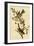 Canada Bunting Tree Sparrow-John James Audubon-Framed Art Print