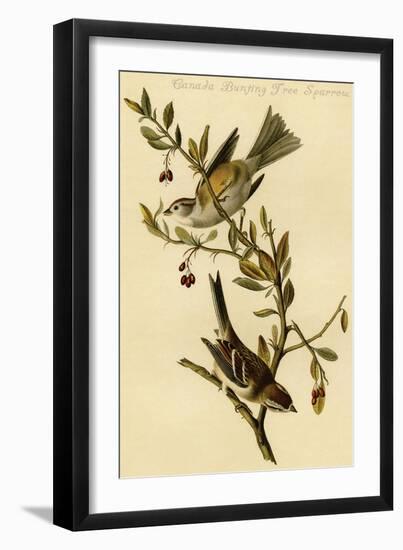 Canada Bunting Tree Sparrow-John James Audubon-Framed Art Print