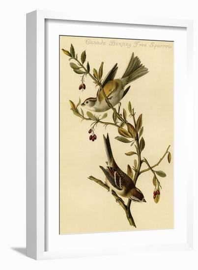 Canada Bunting Tree Sparrow-John James Audubon-Framed Art Print