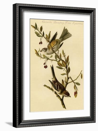 Canada Bunting Tree Sparrow-John James Audubon-Framed Art Print