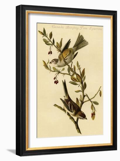 Canada Bunting Tree Sparrow-John James Audubon-Framed Art Print