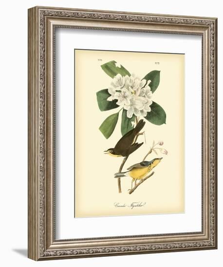 Canada Flycatcher-John James Audubon-Framed Art Print