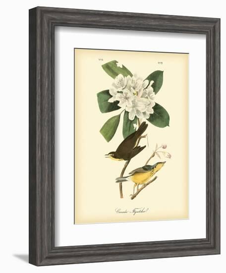 Canada Flycatcher-John James Audubon-Framed Art Print