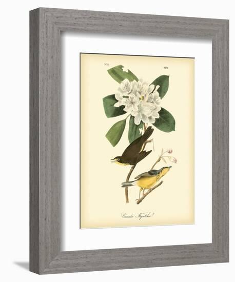 Canada Flycatcher-John James Audubon-Framed Art Print