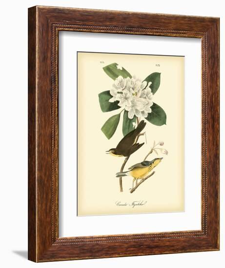 Canada Flycatcher-John James Audubon-Framed Art Print