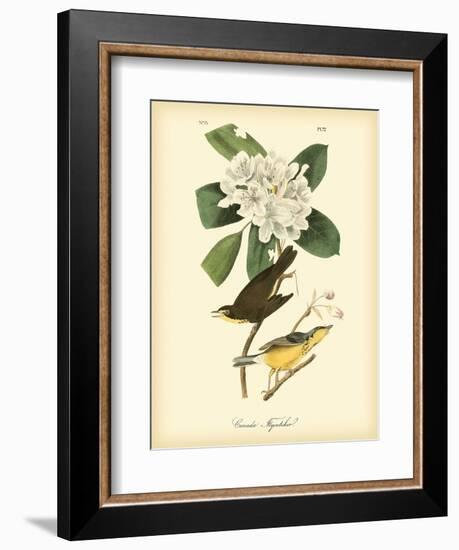 Canada Flycatcher-John James Audubon-Framed Art Print