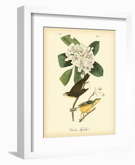 Canada Flycatcher-John James Audubon-Framed Art Print