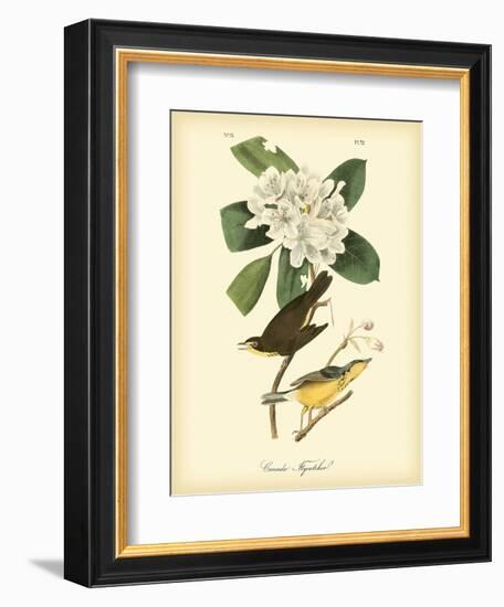 Canada Flycatcher-John James Audubon-Framed Art Print