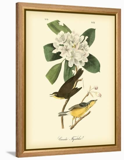 Canada Flycatcher-John James Audubon-Framed Stretched Canvas