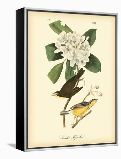 Canada Flycatcher-John James Audubon-Framed Stretched Canvas