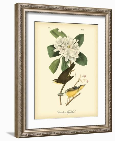 Canada Flycatcher-John James Audubon-Framed Premium Giclee Print