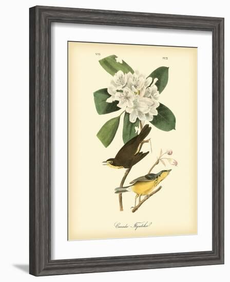 Canada Flycatcher-John James Audubon-Framed Premium Giclee Print