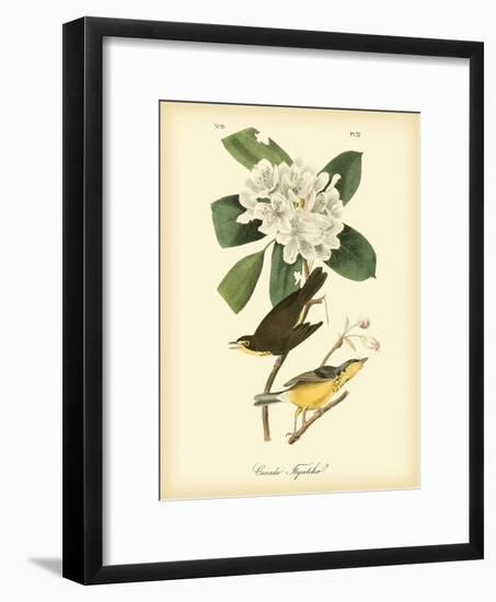 Canada Flycatcher-John James Audubon-Framed Premium Giclee Print