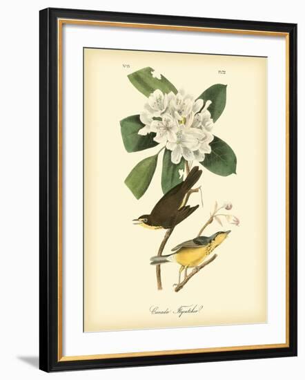 Canada Flycatcher-John James Audubon-Framed Art Print