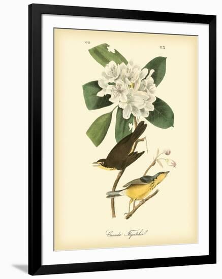 Canada Flycatcher-John James Audubon-Framed Premium Giclee Print