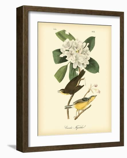 Canada Flycatcher-John James Audubon-Framed Art Print