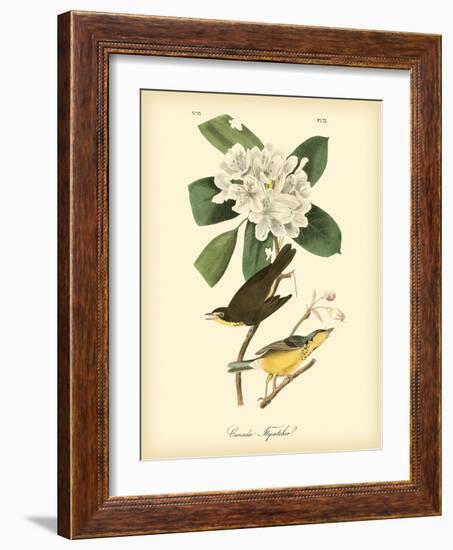 Canada Flycatcher-John James Audubon-Framed Art Print