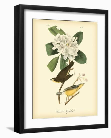 Canada Flycatcher-John James Audubon-Framed Art Print