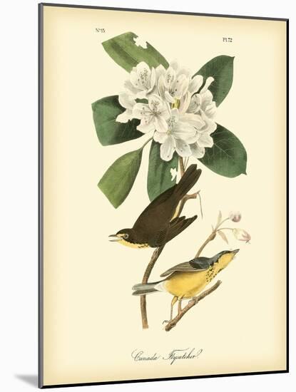 Canada Flycatcher-John James Audubon-Mounted Art Print