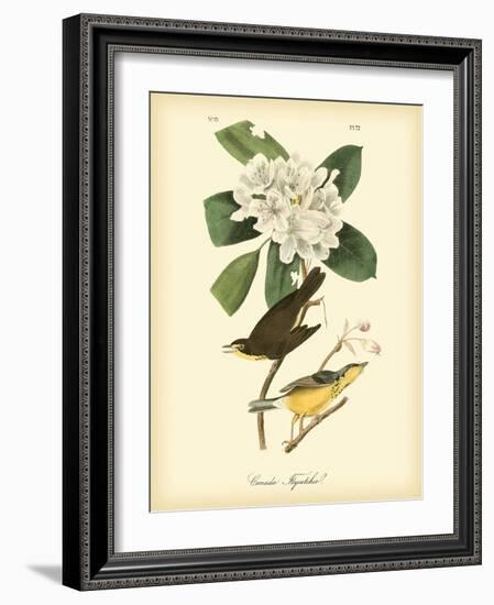 Canada Flycatcher-John James Audubon-Framed Art Print