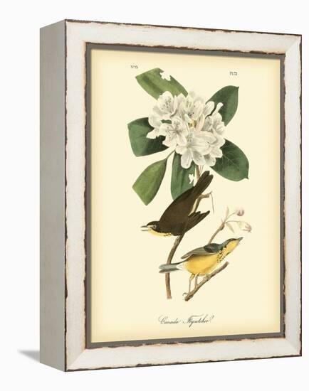 Canada Flycatcher-John James Audubon-Framed Stretched Canvas
