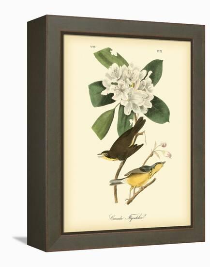 Canada Flycatcher-John James Audubon-Framed Stretched Canvas