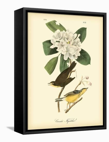 Canada Flycatcher-John James Audubon-Framed Stretched Canvas