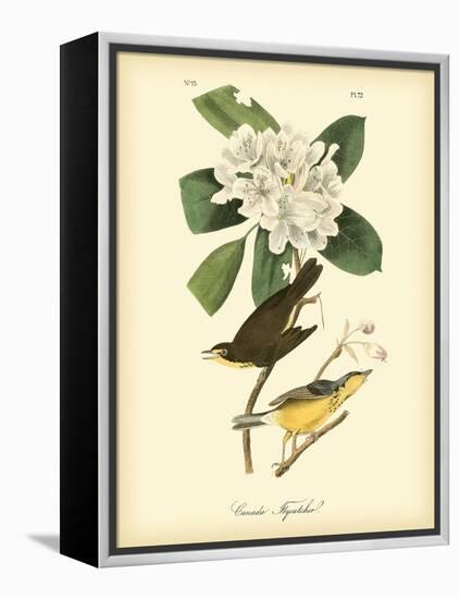 Canada Flycatcher-John James Audubon-Framed Stretched Canvas