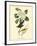 Canada Flycatcher-John James Audubon-Framed Art Print