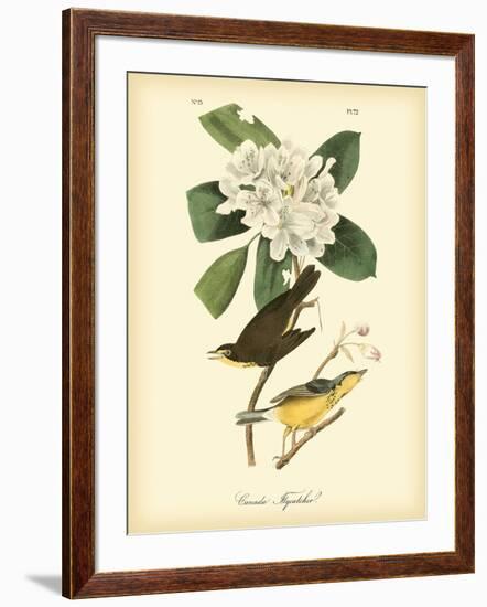 Canada Flycatcher-John James Audubon-Framed Art Print