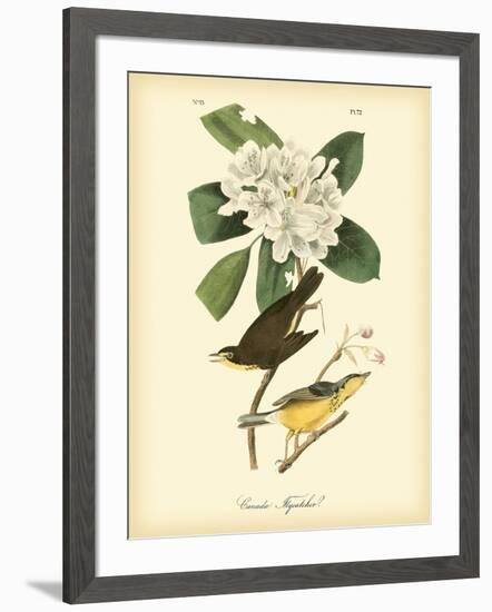 Canada Flycatcher-John James Audubon-Framed Art Print