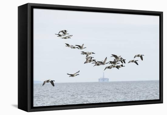 Canada geese (Branta canadensis) flock in flight, Moray Firth, Highlands, Scotland-Terry Whittaker-Framed Premier Image Canvas
