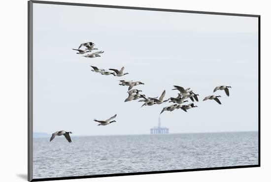 Canada geese (Branta canadensis) flock in flight, Moray Firth, Highlands, Scotland-Terry Whittaker-Mounted Photographic Print