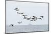 Canada geese (Branta canadensis) flock in flight, Moray Firth, Highlands, Scotland-Terry Whittaker-Mounted Photographic Print