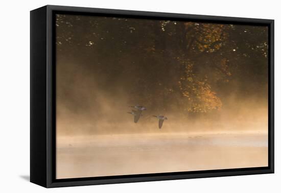 Canada Geese, Branta Canadensis, Fly over Pen Ponds in Richmond Park in Autumn-Alex Saberi-Framed Premier Image Canvas
