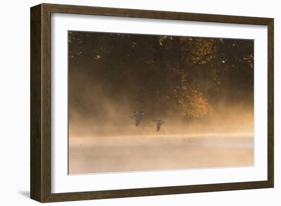 Canada Geese, Branta Canadensis, Fly over Pen Ponds in Richmond Park in Autumn-Alex Saberi-Framed Photographic Print