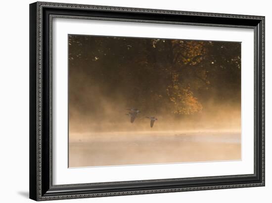 Canada Geese, Branta Canadensis, Fly over Pen Ponds in Richmond Park in Autumn-Alex Saberi-Framed Photographic Print