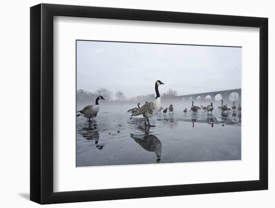 Canada Geese (Branta Canadensis) Standing on Frozen Lake-Terry Whittaker-Framed Photographic Print