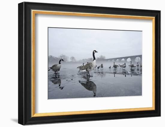 Canada Geese (Branta Canadensis) Standing on Frozen Lake-Terry Whittaker-Framed Photographic Print