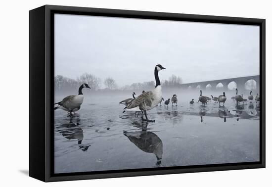 Canada Geese (Branta Canadensis) Standing on Frozen Lake-Terry Whittaker-Framed Premier Image Canvas
