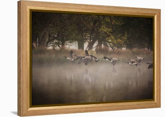 Canada Geese, Branta Canadensis, Taking Off in Unison from Pen Ponds in Richmond Park in Autumn-Alex Saberi-Framed Premier Image Canvas