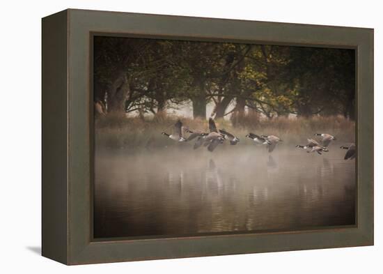 Canada Geese, Branta Canadensis, Taking Off in Unison from Pen Ponds in Richmond Park in Autumn-Alex Saberi-Framed Premier Image Canvas